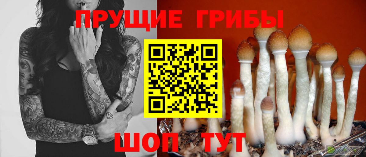 Галлюциногенные грибы Psilocybe Балабаново